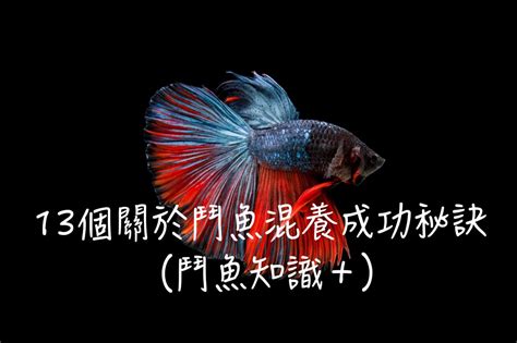 鬥魚 風水|辦公室可以養斗魚嗎？養斗魚的風水好不好？